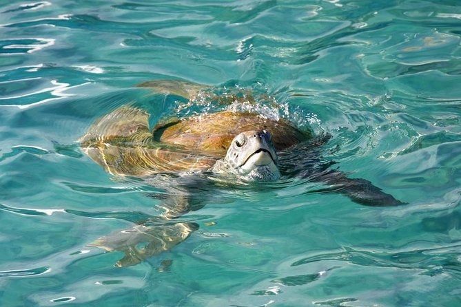 A green turtle lifting its head through the surface of clear water