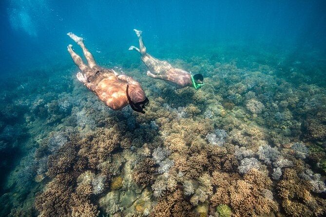 Two snorkellers in stinger suits gliding over a shallow fringing reef